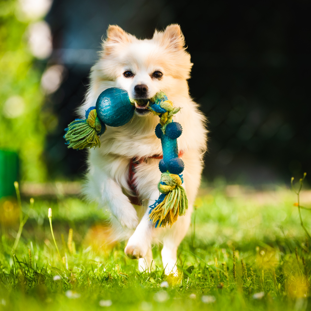 Pet Accessories